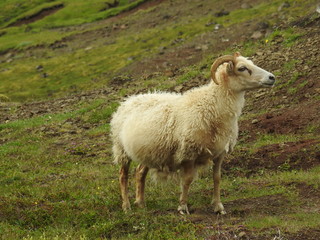 Icelandic sheep in the steam valley's of Iceland
