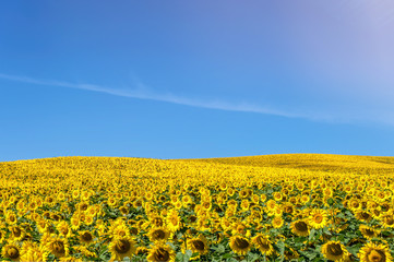 Wunderschönes strahlend gelbes Sonnenblumenfeld bei Sonnenschein vor blauem Himmel