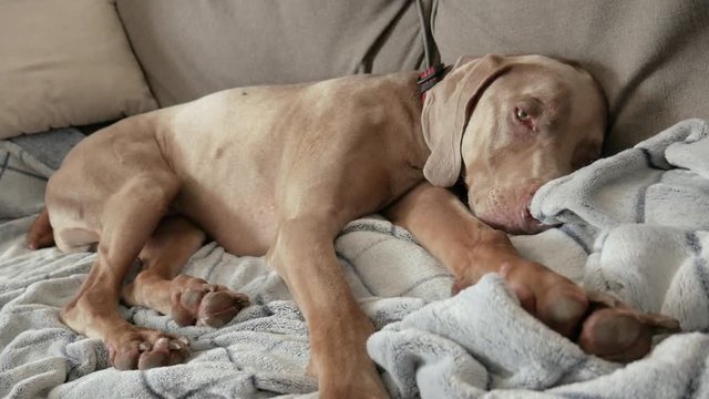 Large dog sleeping comfortably on living room sofa.  Weimaraner snuggled up on a fleece blanket, takes a nap on the couch.  Slowly opens eyes and looks around, before sleeping again.