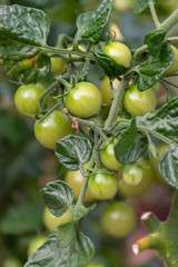 cherry tomatoes growing in the garden 
