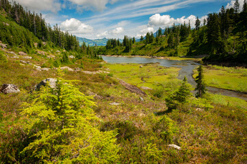 Obraz premium Heather Meadows Trail, Mt. Baker, Washington. Heather and huckleberry meadows dot the majestic landscape at Heather Meadows near the eastern end of the Mount Baker Scenic Byway, Washington State.
