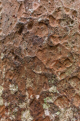 Close-up of bark of giant kauri tree