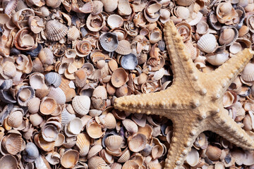 starfish on the background of broken shell.