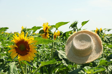 Straw hat and sunflower field. Farming. Autumn harvest