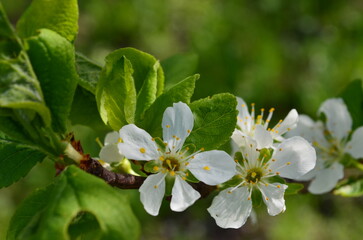 apple tree blossom