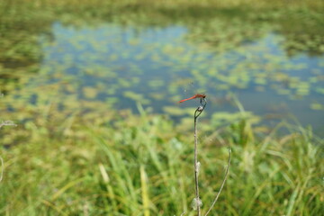 Red Dragonfly in front of pond