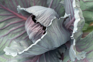 red cabbage plant leaves 