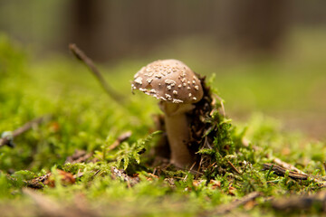 mushroom in the forest
