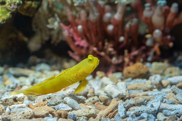 Marine fishes with beautiful corals