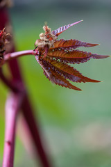 leaf of a red flower