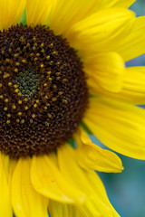 Naklejka premium close up of sunflower