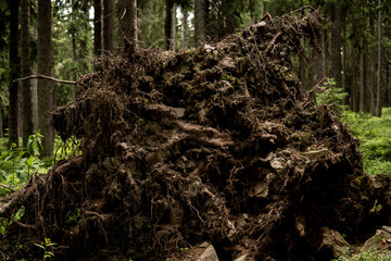 old tree trunk