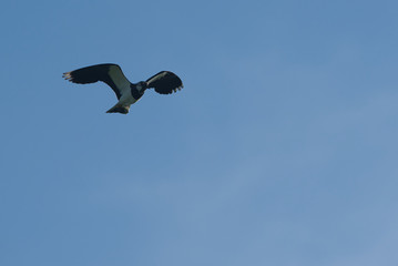 a noisy lapwing flying in the blue sky
