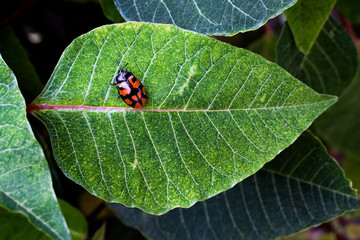 insecto escarabajo mariquita catarina hoja verde bonita 