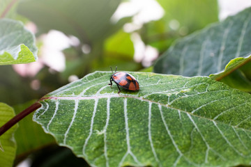 insecto escarabajo mariquita catarina hoja verde bonita 