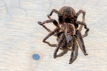 brachypelma albopilosum spider on background of brown wood slice. Pet, background, close up