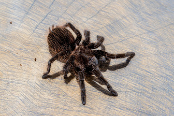 Top view of brachypelma albopilosum spider on brown wood slice. Pet, background, close up