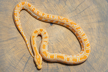 Curled up Python molurus on wood slice. Poster, background, wallpaper, exotic pet idea concept