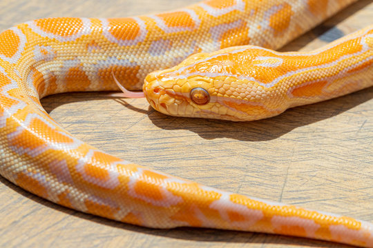 Macro of Python molurus head and tail on wooden surface. Close up, poster, wallpaper, background, exotic pet