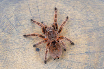 Grammostola rosea red on wood slice looking like a web. Top view, close up, poster, wallpaper