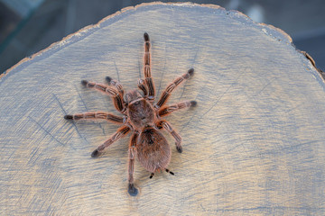 Grammostola rosea red walking on wood slice. Pet, poster, wallpaper, background