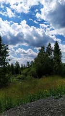 Fototapeta na wymiar Landscape. Blue sky with white clouds over the forest.
