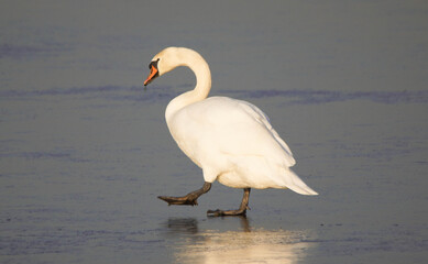 Swan walking on Ice