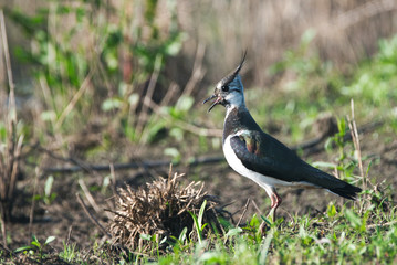 the lapwing guards the ground nest