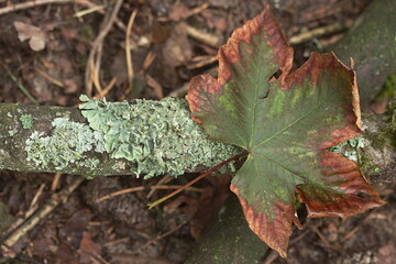 Ein Baumstamm bedeckt mit hell grüne Baumpilze liegt auf dem braunem Boden. Dadrauf liegt ein grüner Blatt mit dunkel rotem, trockenem Rand.
