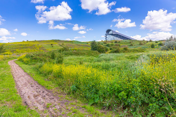 Beautiful yellow colored fields in Buytenpark Zoetermeer, the Netherlands