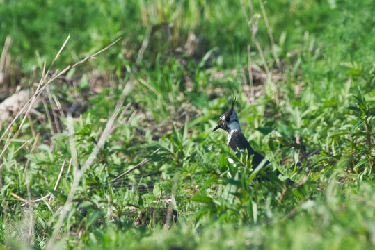 The Lapwing Guards The Ground Nest