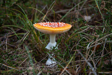 10-18-2019 Hiddensee Island, Germany, Fly agaric -Amanita Muscaria- in the undergrowth in the dune forest