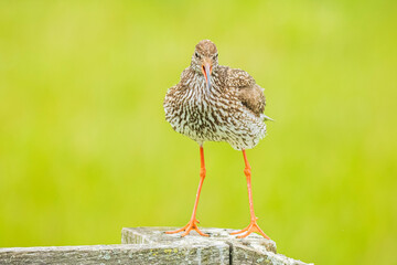 common redshank (tringa totanus) in farmland
