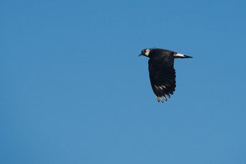 a noisy lapwing flying in the blue sky
