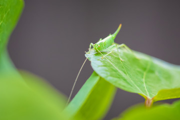 Meconema thalassinum, oak bush-cricket or drumming katydid,