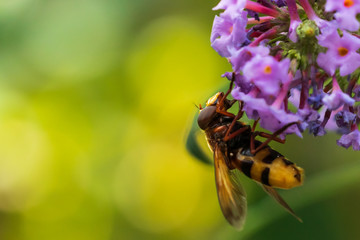 Volucella zonaria, hornet mimic hoverfly, closeup pollinating