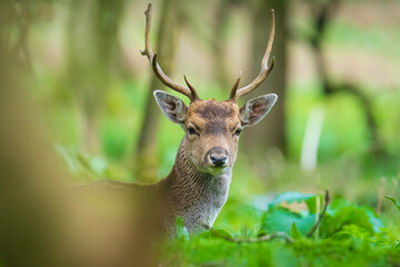 Fallow deer stag Dama Dama in a forest