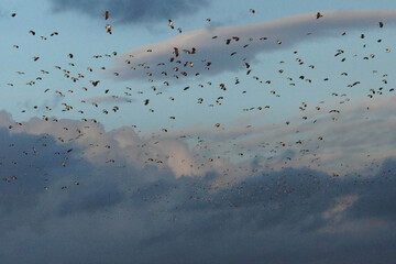 Flock of lapwings against blue skies and clouds