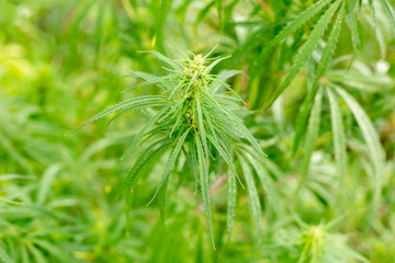 Cannabis leaf bushes. Hemp close-up.