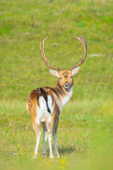 Fallow deer stag Dama Dama in a forest