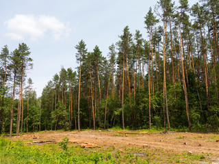 Obraz premium IIlegal chaotic deforestation in Ukraine with a low economy leads to baldness and climatic natural disasters. Extraction of amber in Ukraine Chopping wood