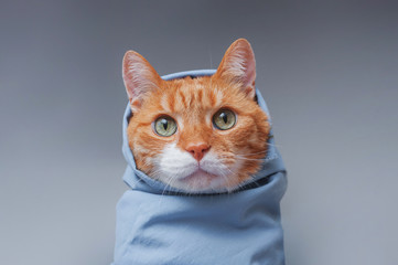 Cute ginger cat wrapped in a blue shawl on a gray background