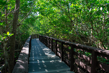 A Boardwalk in a Thick and Bright Green Forest
