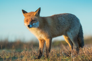 Wild red fox, vulpes vulpes, at sunset
