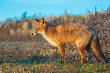 Wild red fox, vulpes vulpes, at sunset