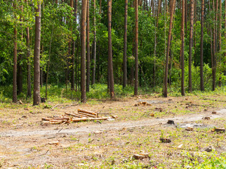 IIlegal chaotic deforestation in Ukraine with a low economy leads to baldness and climatic natural disasters. Extraction of amber in Ukraine Chopping wood