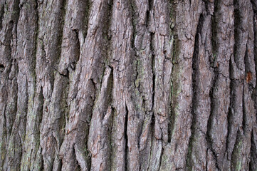 old brown wood texture background