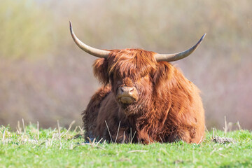Closeup of brown red Highland cattle, Scottish cattle breed Bos taurus with big long horns