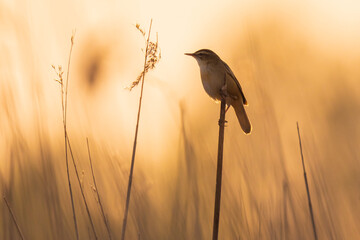 Sedge Warbler, Acrocephalus schoenobaenus, singing sunset