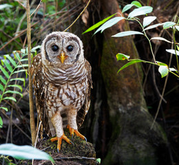Juvenile Barred Owl waits for its mother during the day.
